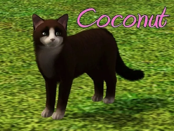 Coconut Cat - The Sims 3 Custom Content