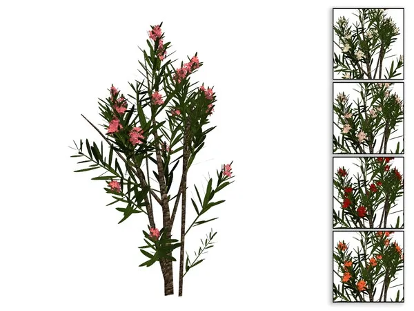 Large Oleander Bush - The Sims 4 Custom Content