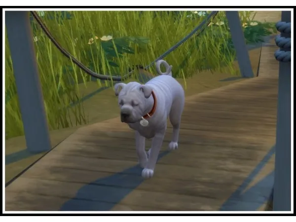 Maxis Match littlemssam No Sick Dirty Sad and Hungry Cats Dogs (NPCs) - The Sims 4 Custom Content
