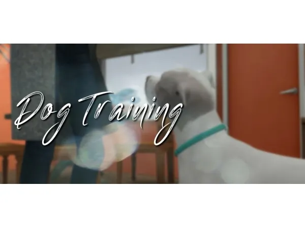 Maxis Match A Pose Pack for Teaching a Dog to Sit - The Sims 4 Custom Content